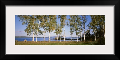 Trees along a lake, Moosehead Lake, Maine