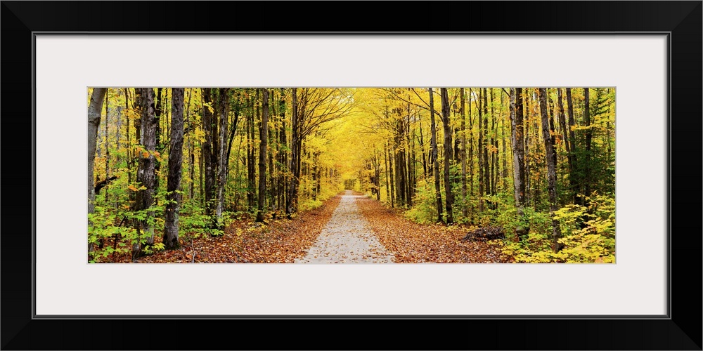 Trees along a pathway in autumn, Hiawatha National Forest, Alger County, Michigan