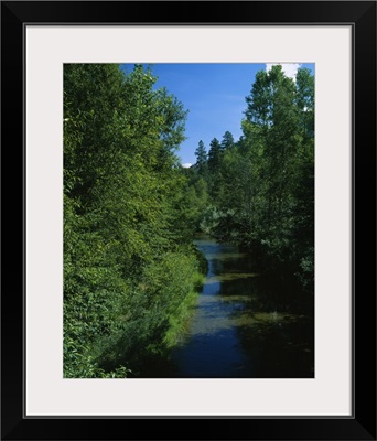 Trees along a river, Blue River, White Mountains, Apache-Sitgreaves National Forest, Greenlee County, Arizona