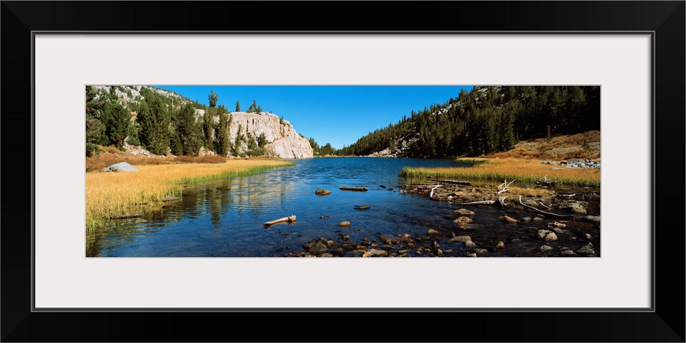 Trees along a river, Little Lakes Valley, Eastern Sierra, California