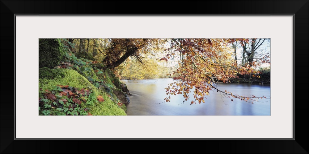 Panoramic photograph displays a tree hanging over a calm waterway in the United Kingdom.  Surrounding the tree is a forest...