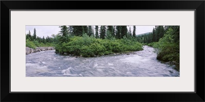 Trees along a river, Willow Creek, Hatcher Pass Road, Alaska