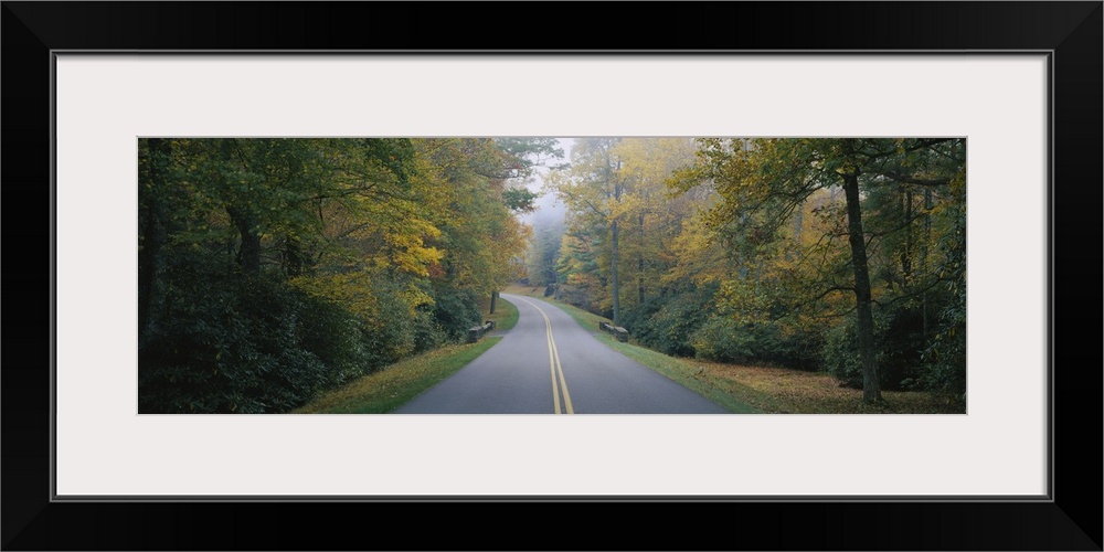 Trees along a road, Blue Ridge Parkway, North Carolina