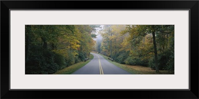 Trees along a road, Blue Ridge Parkway, North Carolina