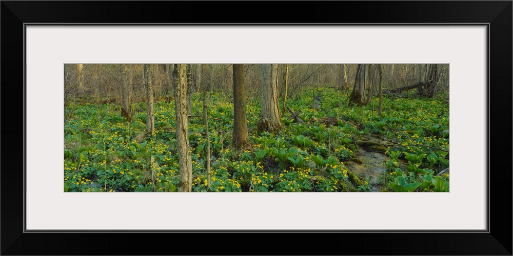 Trees among yellow flowers in the forest, Cedar Bog, Urbana, Ohio