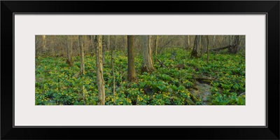 Trees among yellow flowers in the forest, Cedar Bog, Urbana, Ohio