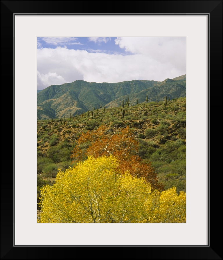 Trees and cactus plants in a forest, Tonto National Forest, Gila County, Arizona