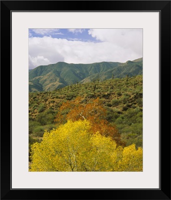 Trees and cactus plants in a forest, Tonto National Forest, Gila County, Arizona