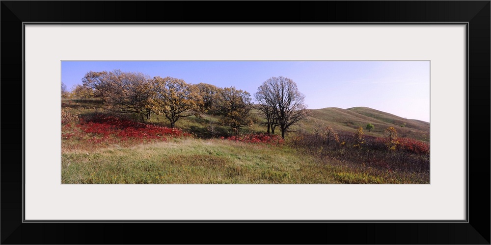 Trees and wild flowers on a landscape, Seven Sisters Prairie, Minnesota