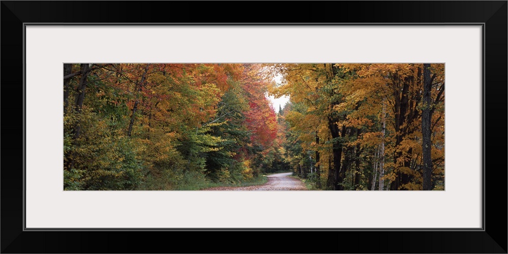 Trees at both sides of a road, Percy, New Hampshire