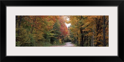 Trees at both sides of a road, Percy, New Hampshire