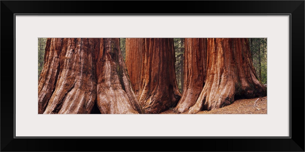 Trees at Sequoia National Park, California