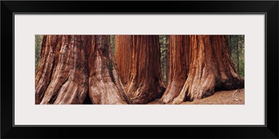 Trees at Sequoia National Park, California