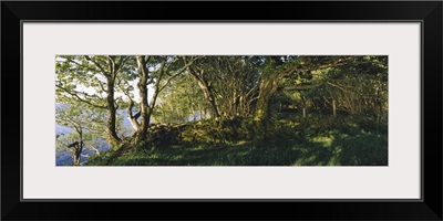 Trees at the seaside, Kenmare, County Kerry, Munster, Republic of Ireland