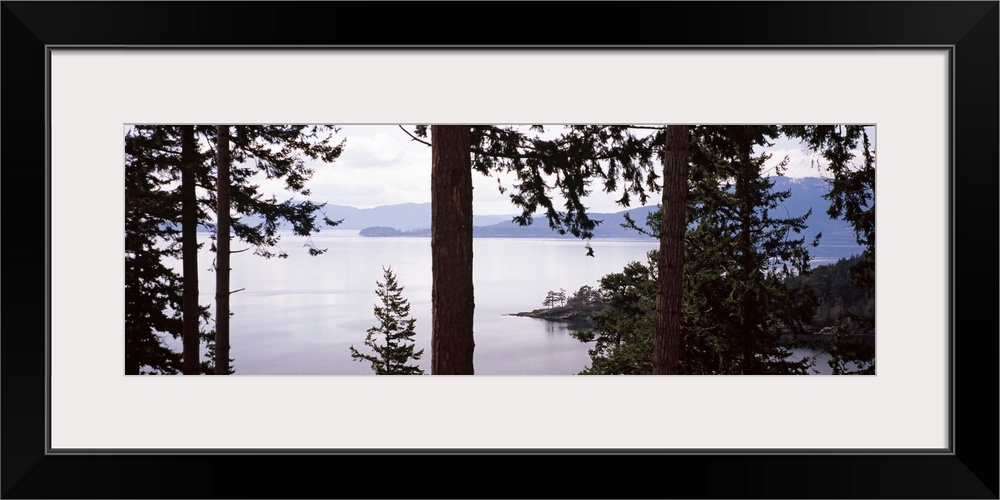 Trees at the seaside, Teddy Bear Cove, Chuckanut Bay, Skagit County, Washington State,