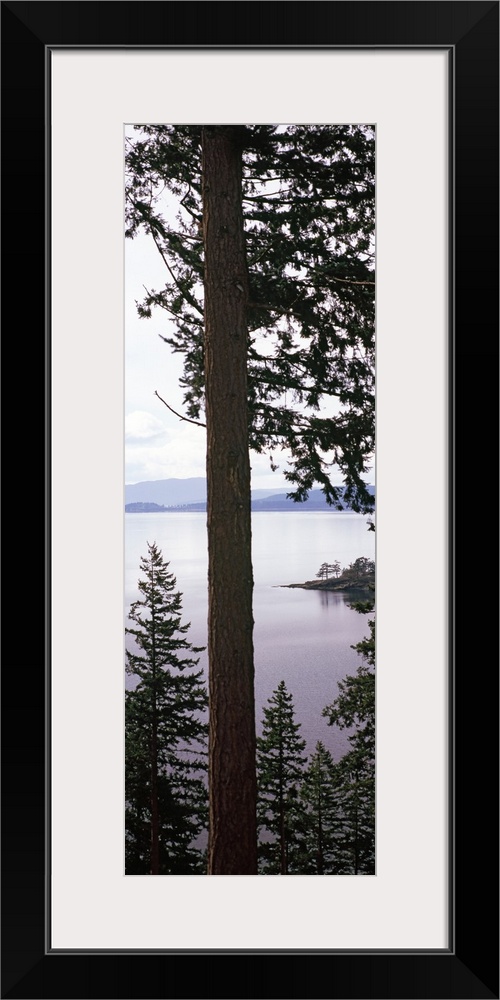 Trees at the seaside, Teddy Bear Cove, Chuckanut Bay, Skagit County, Washington State,