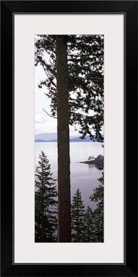 Trees at the seaside, Teddy Bear Cove, Chuckanut Bay, Skagit County, Washington State,