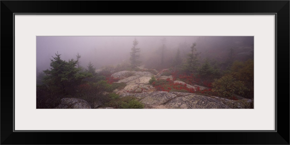 Trees covered with fog, Cadillac Mountain, Acadia National Park, Maine