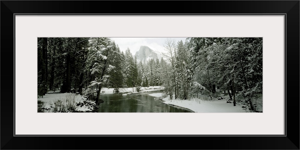 Trees covered with snow, Half Dome, Yosemite National Park, Mariposa County, California