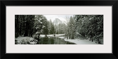 Trees covered with snow, Half Dome, Yosemite National Park, Mariposa County, California