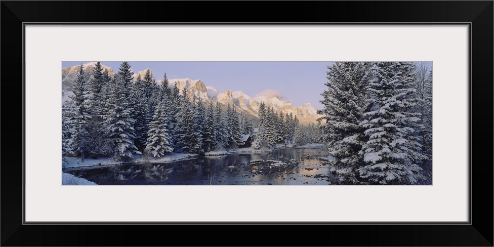 Trees covered with snow, Policemans Creek, Canmore, Alberta, Canada