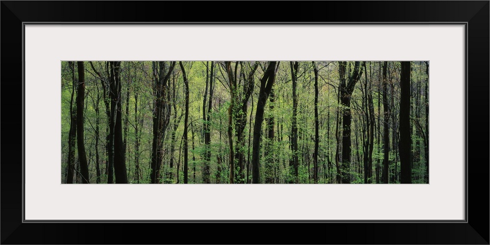 Trees Great Smoky Mountains National Park