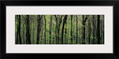 Trees Great Smoky Mountains National Park