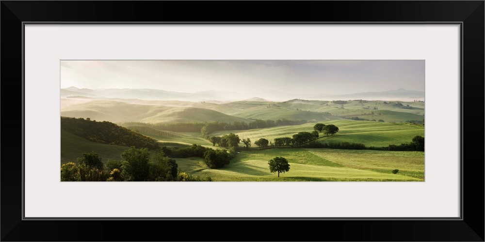 Trees in a field, San Quirico d'Orcia, Val d'Orcia, Siena Province, Tuscany, Italy