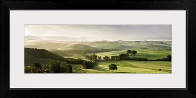 Trees in a field, San Quirico d'Orcia, Val d'Orcia, Siena Province, Tuscany, Italy