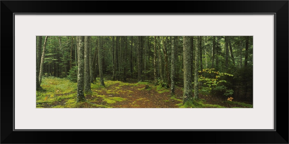 Trees in a forest, Acadia National Park, Maine