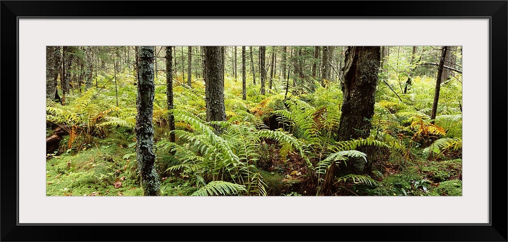 Fall ferns, Adirondack Mountains, New York