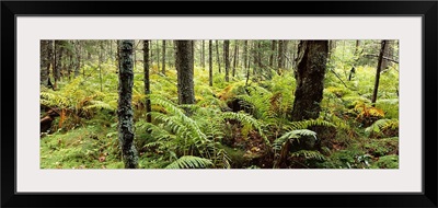 Trees in a forest, Adirondack Mountains, New York State