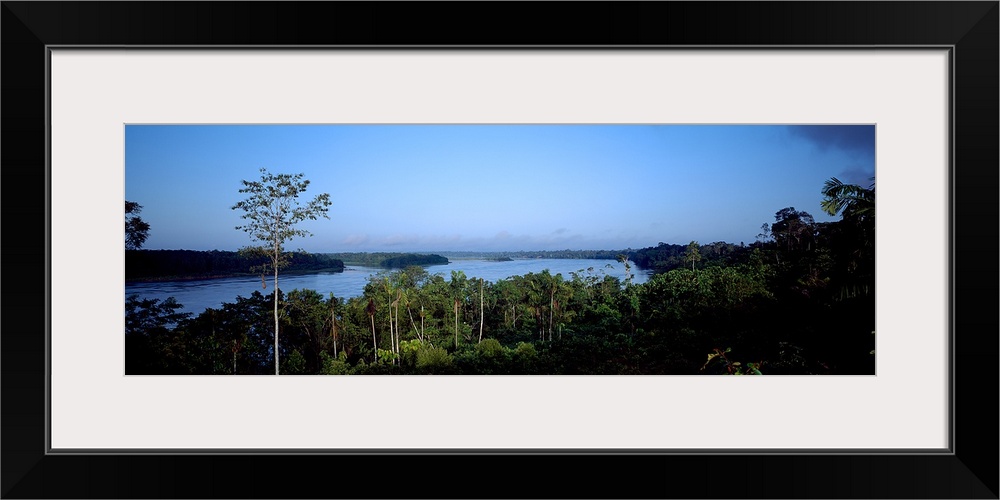 Trees in a forest, Amazon Rainforest, Amazon, Peru