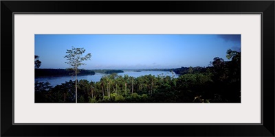 Trees in a forest, Amazon Rainforest, Amazon, Peru