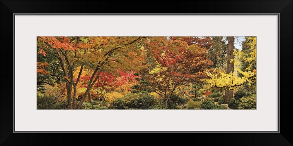 Big panoramic canvas print of autumn colored trees.