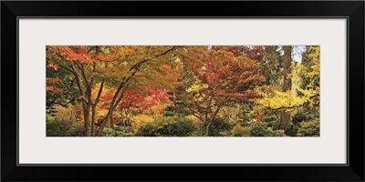 Trees in a forest, Ashland, Jackson County, Oregon