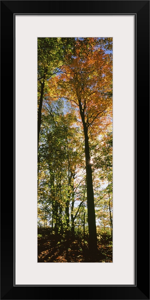 Tall and narrow photo print of fall foliage covered trees in a forest.