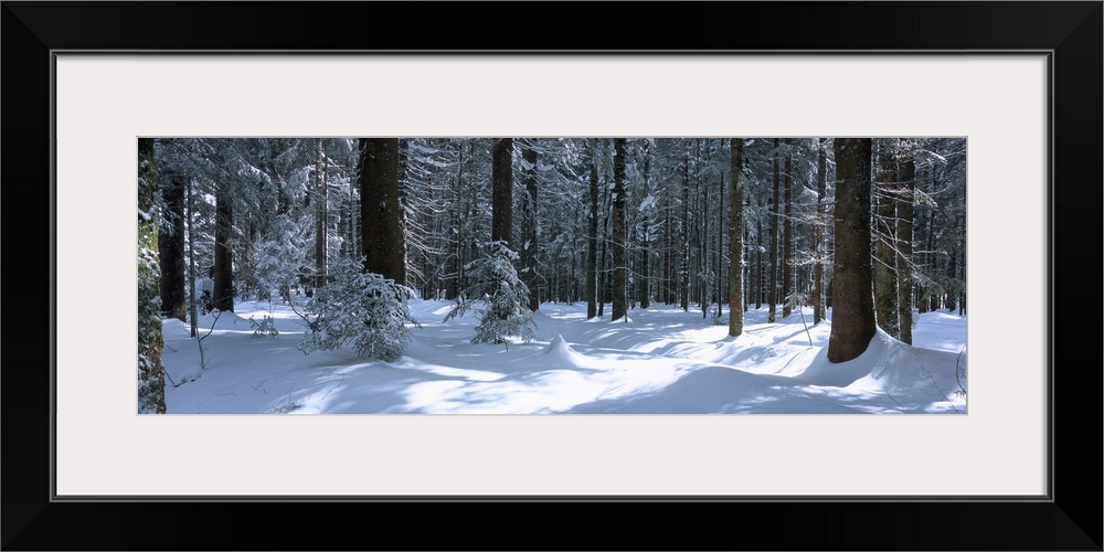 Trees in a forest, Black Forest, St. Peter, Germany