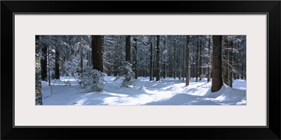 Trees in a forest, Black Forest, St. Peter, Germany