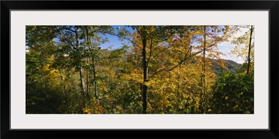 Trees in a forest, Blue Ridge Mountains, Outside of Spruce Pine, North Carolina