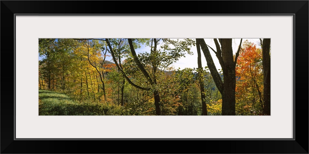 Trees in a forest, Blue Ridge Mountains, Outside of Spruce Pine, North Carolina