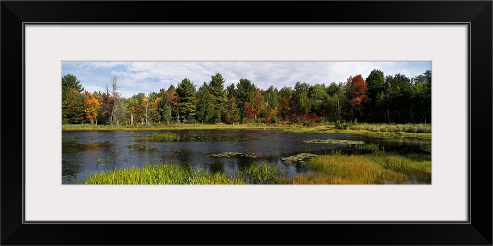 Trees in a forest, Cape Cod, Barnstable County, Massachusetts