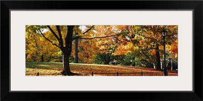 Trees in a forest, Central Park, Manhattan, New York City, New York