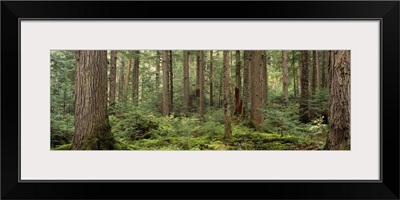 Trees in a forest, Cheakamus Lake, British Columbia, Canada