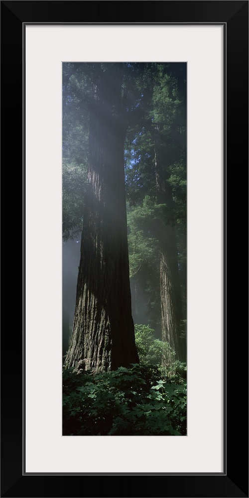 Del Norte State Park, Redwood National Park, California