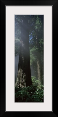 Trees in a forest, Del Norte Coast Redwoods State Park, Del Norte County, California