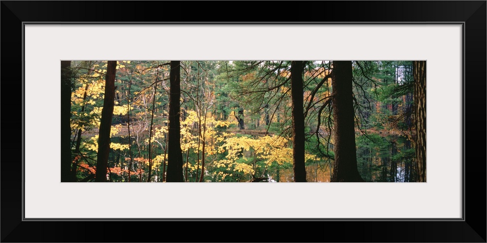 Trees in a forest during autumn