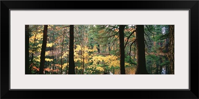 Trees in a forest during autumn