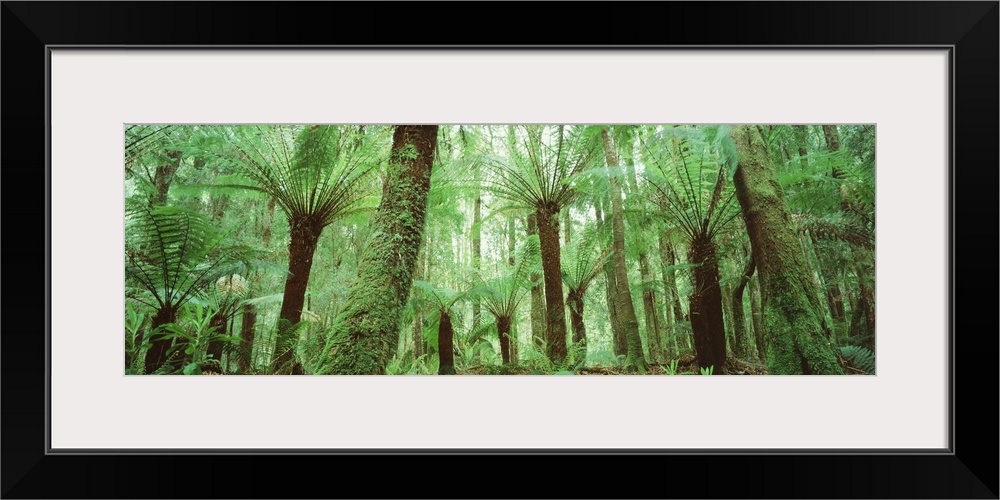 Trees in a forest, Franklin Gordon Wild Rivers National Park, Tasmania, Australia