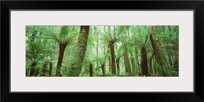 Trees in a forest, Franklin Gordon Wild Rivers National Park, Tasmania, Australia